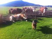 Unsere Kühe im Freilauf